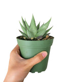 4 inch Haworthia, succulent in decorative pot, small houseplant
