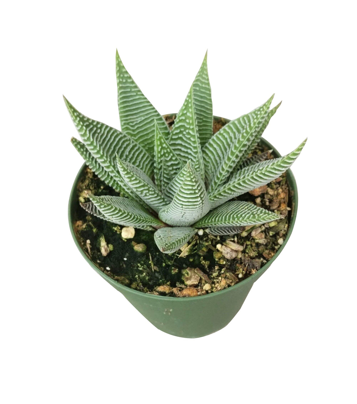 Zebra Haworthia 4 inch grower pot for sale, geometric succulent, striped leaves plant, best indoor succulent for beginners, easy houseplant for home office
