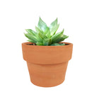 succulent care guide, Succulents shop near me, succulent care, how to grow succulents, Succulents, Silver haworthia in California, How to grow Silver haworthia, rare succulents, rare succulents for sale