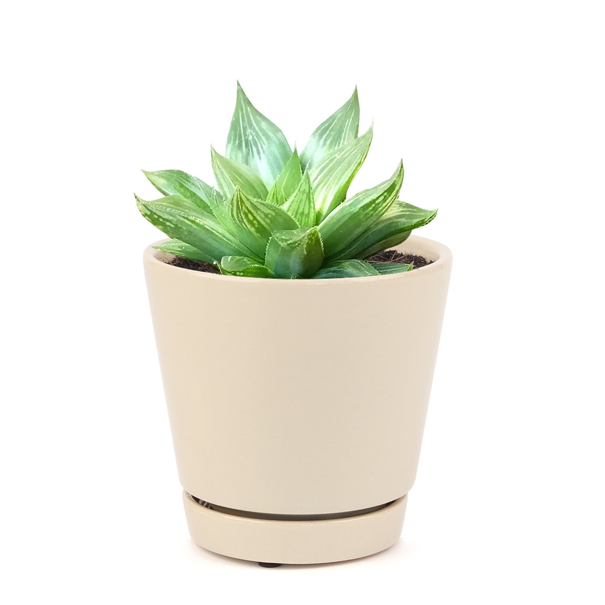 buy succulents online, rare succulent, succulent shop, unusual succulents, succulent store, succulents online, indoor succulents