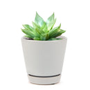 succulent care guide, Succulents shop near me, succulent care, how to grow succulents, Succulents, Silver haworthia in California, How to grow Silver haworthia, rare succulents, rare succulents for sale