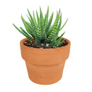 haworthia zebra succulent plant care, how to care for a zebra haworthia, succulent haworthia zebra, zebra haworthia watering, haworthia zebra cactus, care tips for growing cactus