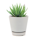 haworthia zebra succulent plant care, how to care for a zebra haworthia, succulent haworthia zebra, zebra haworthia watering, haworthia zebra cactus, care tips for growing cactus