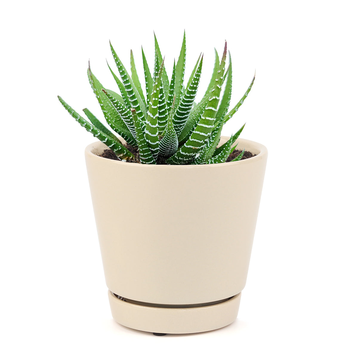 haworthia zebra succulent plant care, how to care for a zebra haworthia, succulent haworthia zebra, zebra haworthia watering, haworthia zebra cactus, care tips for growing cactus