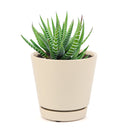 haworthia zebra succulent plant care, how to care for a zebra haworthia, succulent haworthia zebra, zebra haworthia watering, haworthia zebra cactus, care tips for growing cactus