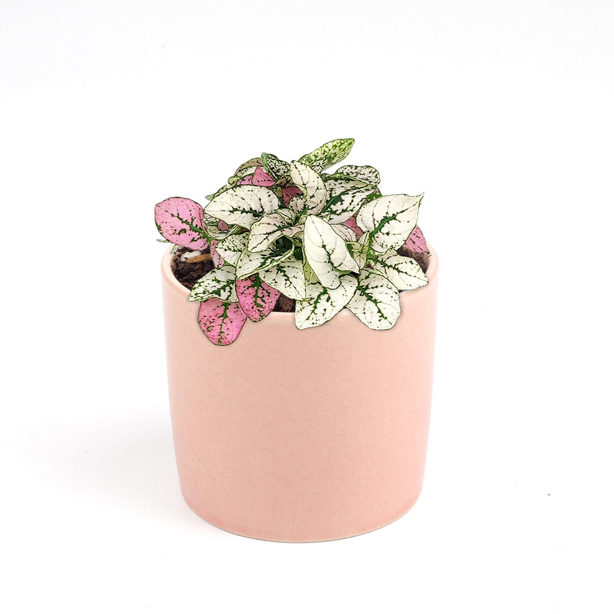 hypoestes pink plant, pink hypoestes care, how to take care of pink polka dot plant, pink polka dot plant outdoors, pink polka dot splash plant, hypoestes &#39;pink&#39;, hypoestes pink splash care, buy colorful houseplant online