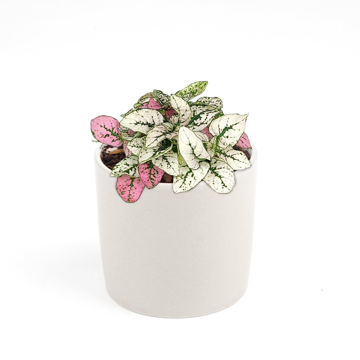 hypoestes pink plant, pink hypoestes care, how to take care of pink polka dot plant, pink polka dot plant outdoors, pink polka dot splash plant, hypoestes &#39;pink&#39;, hypoestes pink splash care, 2 colored leaves hypoestes phyllostachya houseplant