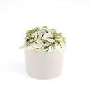 white hypoestes polka dot plant, hypoestes splash white, white splash select polka dot plant, polka dot plant green and white, white splash polka dot plant