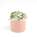 white hypoestes polka dot plant, hypoestes splash white, white splash select polka dot plant, polka dot plant green and white, white splash polka dot plant