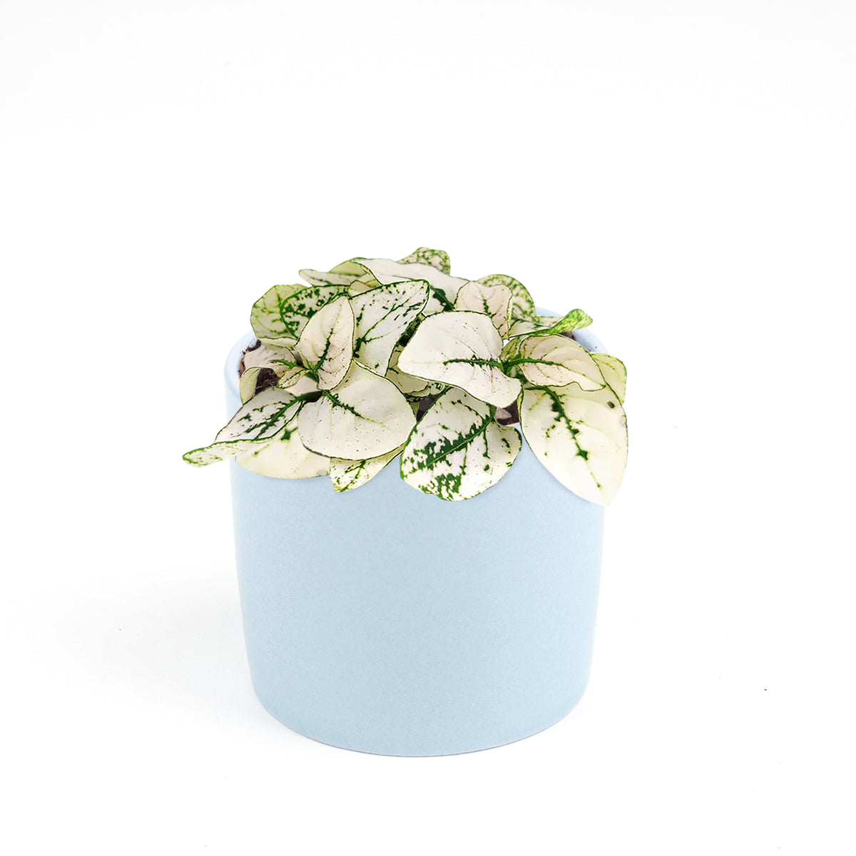 dot succulent Hypoestes Phyllostachya White Splash