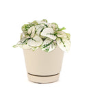 white hypoestes polka dot plant, hypoestes splash white, white splash select polka dot plant, polka dot plant green and white, white splash polka dot plant