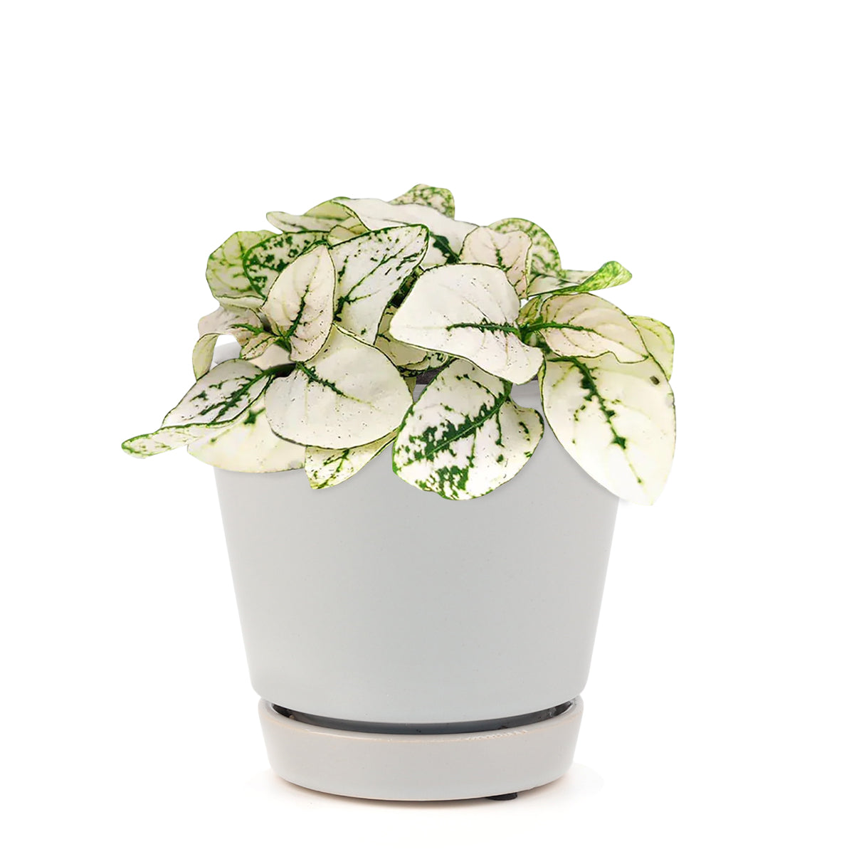 hypoestes white, polka dot plant white, polka dot white plant, hypoestes green and white, hypoestes phyllostachya white, green and white polka dot plant