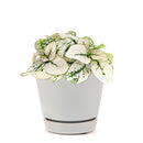 white hypoestes polka dot plant, hypoestes splash white, white splash select polka dot plant, polka dot plant green and white, white splash polka dot plant