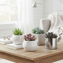 2 inch succulents, succulent variety pack, live succulents, assorted succulents, miniature plants, low maintenance plants, DIY terrarium plants, succulent favors, indoor garden, houseplant gift, random succulent assortment