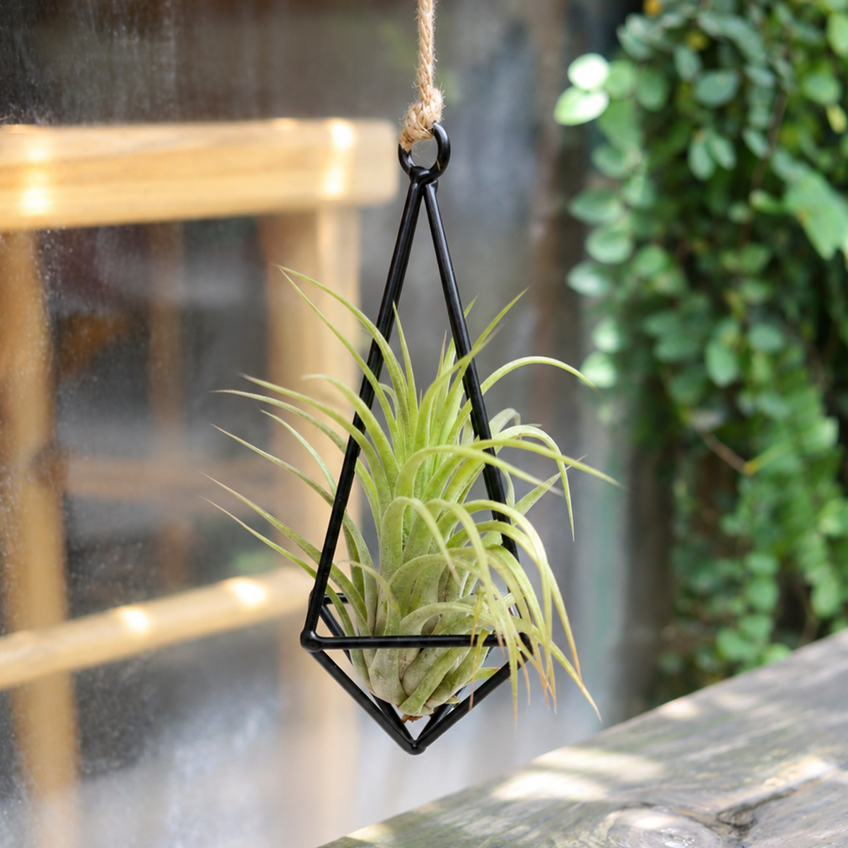 buy Assorted Tillandsia Air Plants with Hanging Metal Pendant live air plant online, silvery-green sculptural rosette form, trichome-textured leaves, compact narrow grower, easy care no-soil, suspended in an iron geometric frame, a unique bohemian gift for plant lovers