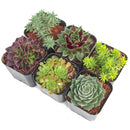 Outdoor groundcover succulents, drought resistant landscaping, sempervivum and sedum pack, winter hardy live plants, xeriscaping succulents, 2 inch outdoor plants