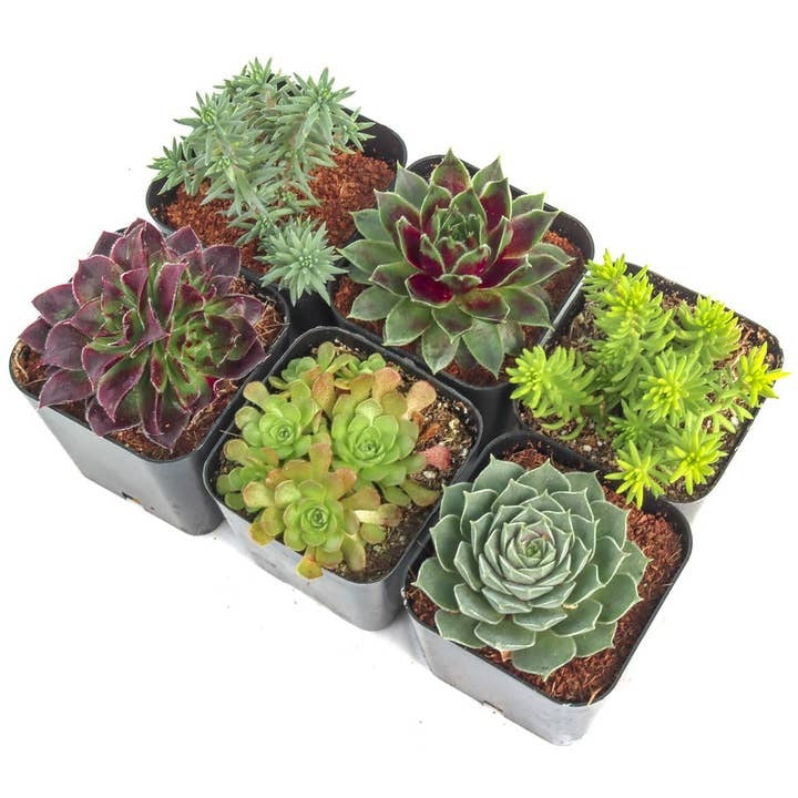 Hardy outdoor succulents, cold tolerant succulents, perennial succulent variety pack, rock garden plants, frost hardy succulents for sale