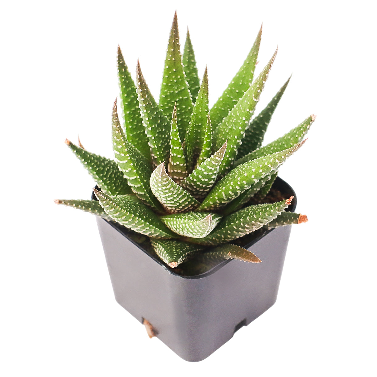 2" Haworthia Attenuata for sale. This compact Haworthia offers beautiful texture and architectural form while remaining easy to care for year-round. It enjoys bright, indirect light and well-draining soil with infrequent watering. A fantastic accent plant for homes, offices, or thoughtful gifts for succulent lovers.