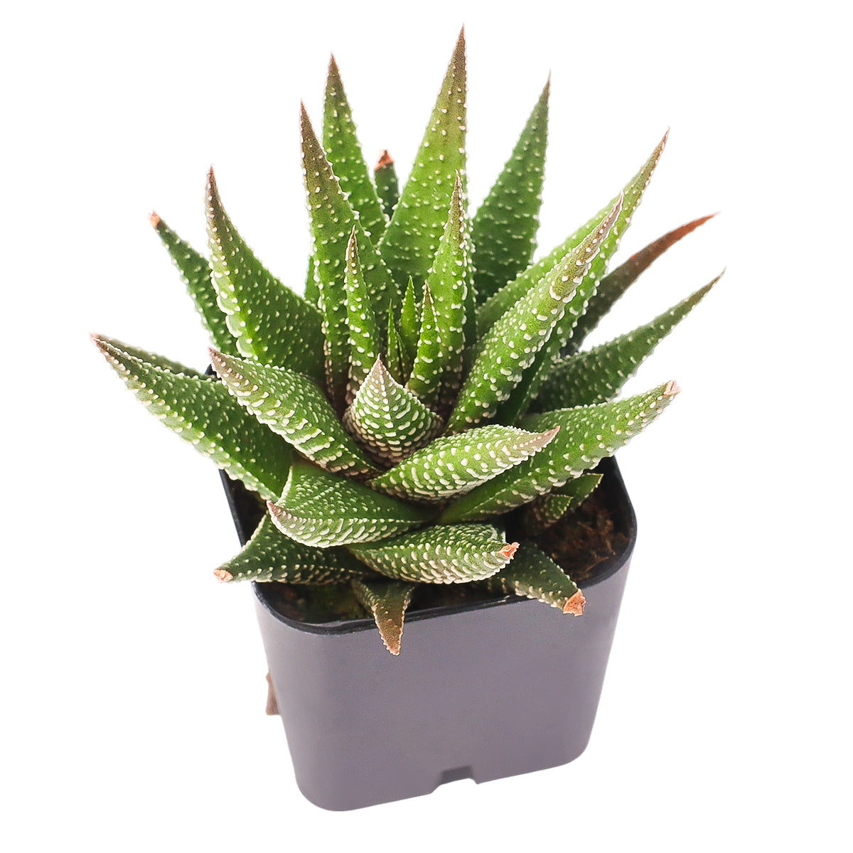 Buy 2" Haworthia Attenuata online. This elegant succulent combines striking white striping with rich green foliage, making it a timeless favorite among indoor plant enthusiasts. It grows well with bright light, occasional watering, and a gritty succulent mix. An ideal choice for stylish plant displays or expanding any succulent collection.