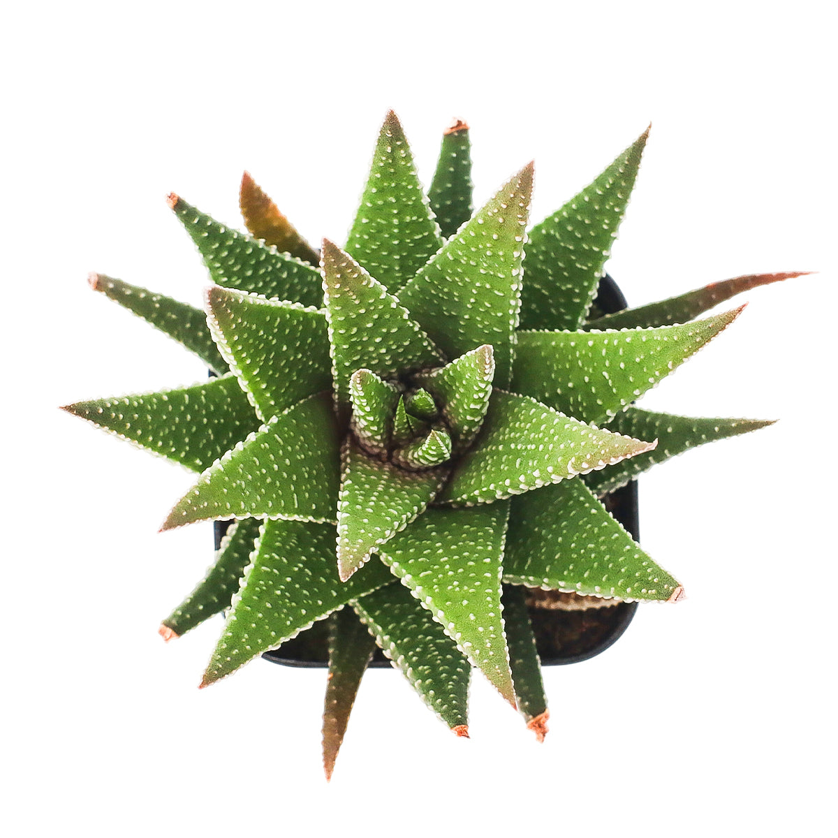 2" Haworthia Attenuata for sale. Featuring thick, pointed leaves arranged in a neat rosette, this easy-care succulent adds lasting beauty to shelves, windowsills, and small spaces. It requires very little maintenance and thrives in well-draining soil with bright, indirect light. Perfect for plant lovers looking for a unique and reliable houseplant.