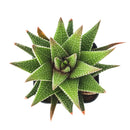 2" Haworthia Attenuata for sale. Known for its bold striped foliage and compact rosette form, this eye-catching succulent brings texture and style to any indoor plant display. It grows best in bright conditions with a fast-draining succulent mix and minimal watering. An excellent choice for beginners, collectors, or decorative tabletop planters.