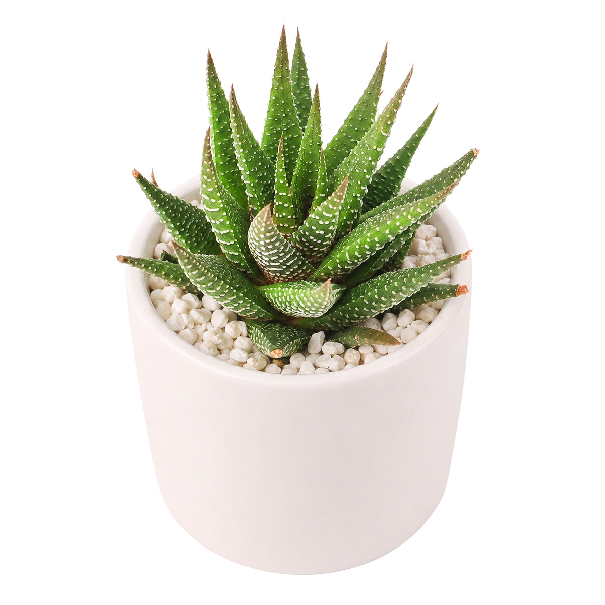 Buy 2" Haworthia Attenuata online. This charming zebra succulent is admired for its sculptural shape and raised white markings that remain attractive throughout the year. It prefers bright, filtered light, excellent drainage, and light watering after the soil has dried completely. A wonderful addition to mixed succulent arrangements or modern home décor.