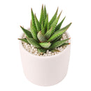 2" Haworthia Attenuata for sale. Known for its bold striped foliage and compact rosette form, this eye-catching succulent brings texture and style to any indoor plant display. It grows best in bright conditions with a fast-draining succulent mix and minimal watering. An excellent choice for beginners, collectors, or decorative tabletop planters.