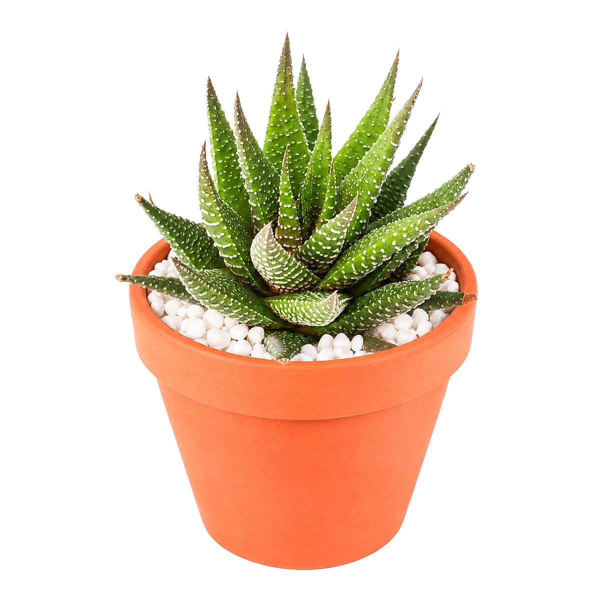 2" Haworthia Attenuata for sale. Known for its bold striped foliage and compact rosette form, this eye-catching succulent brings texture and style to any indoor plant display. It grows best in bright conditions with a fast-draining succulent mix and minimal watering. An excellent choice for beginners, collectors, or decorative tabletop planters.