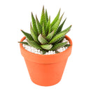 2" Haworthia Attenuata for sale. Known for its bold striped foliage and compact rosette form, this eye-catching succulent brings texture and style to any indoor plant display. It grows best in bright conditions with a fast-draining succulent mix and minimal watering. An excellent choice for beginners, collectors, or decorative tabletop planters.