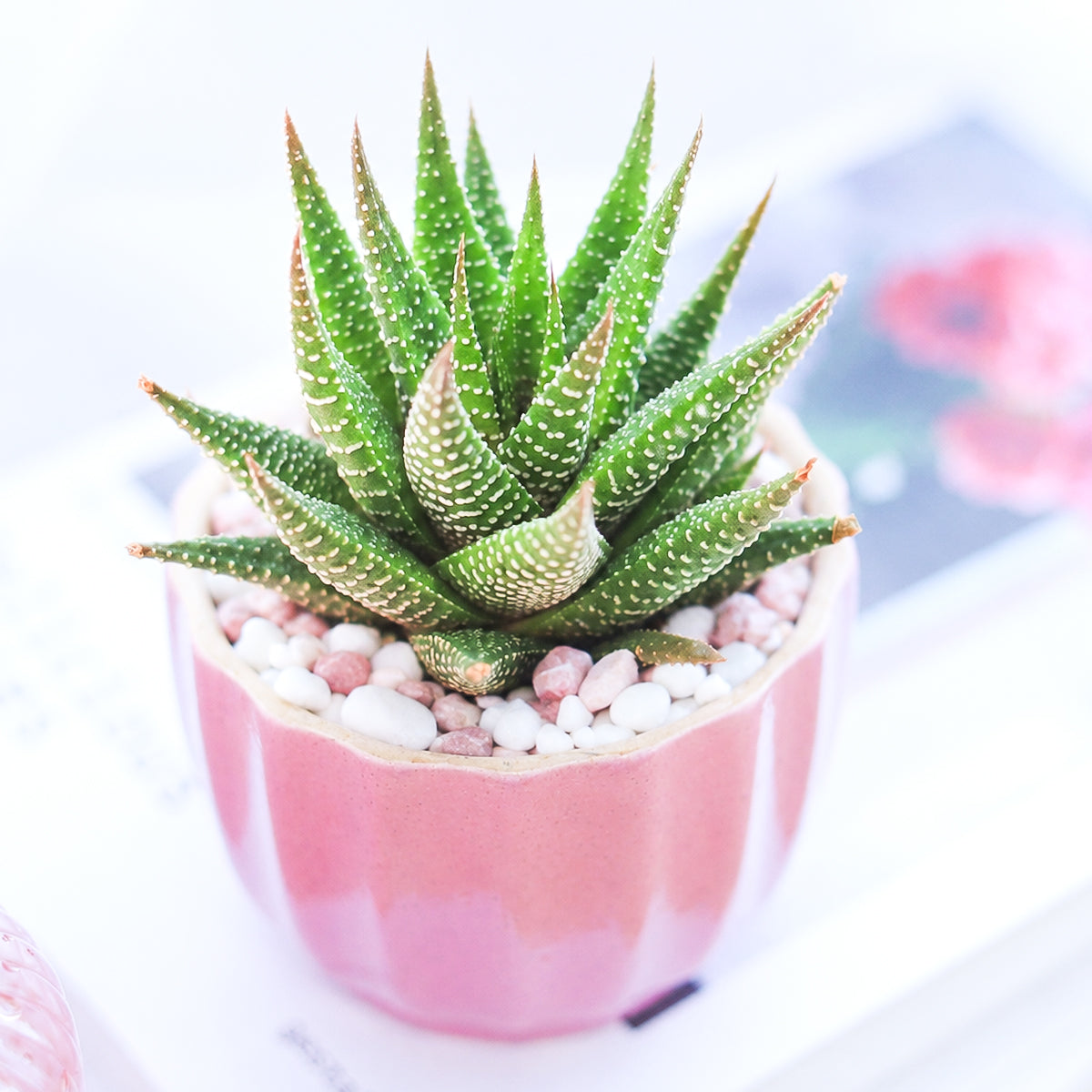 Buy 2" Haworthia Attenuata online. This popular succulent features upright, pointed green leaves decorated with distinctive white bands that create its signature zebra-like appearance. It thrives in bright, indirect light with well-draining soil and occasional watering. A perfect addition to succulent collections, office desks, or sunny windowsills.
