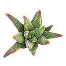 Haworthia Attenuata Concolor in California, How to grow Haworthia Attenuata Concolor, rare succulents, rare succulents for sale, unique succulents