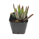 Haworthia Attenuata Concolor in California, How to grow Haworthia Attenuata Concolor, rare succulents, rare succulents for sale, unique succulents