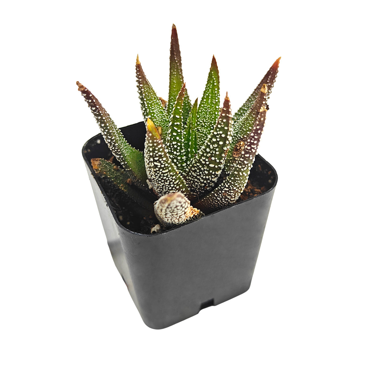 Haworthia Attenuata Concolor succulent for sale online, green succulent, succulent gift ideas