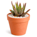 Haworthia Attenuata Concolor in California, How to grow Haworthia Attenuata Concolor, rare succulents, rare succulents for sale, unique succulents