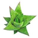 Haworthia Broteriana in California, How to grow Haworthia Broteriana, rare succulents, rare succulents for sale, unique succulents, buy succulents online, rare succulent, succulent shop, unusual succulents, succulent store, succulents online