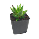 Haworthia Broteriana in California, How to grow Haworthia Broteriana, rare succulents, rare succulents for sale, unique succulents, buy succulents online, rare succulent, succulent shop, unusual succulents, succulent store, succulents online