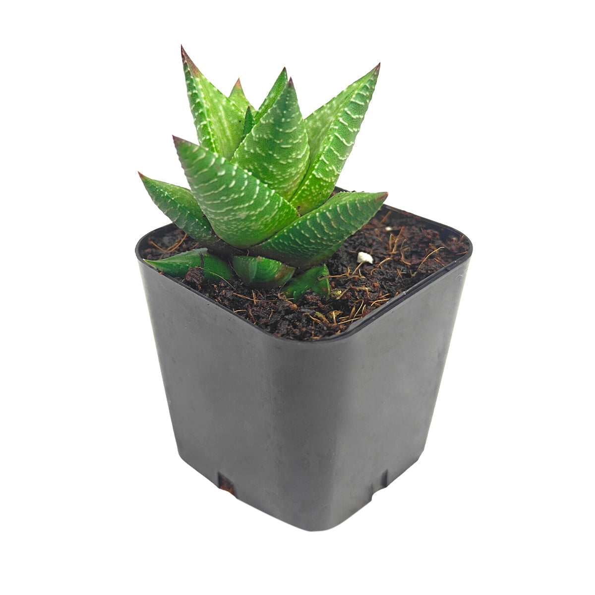 Haworthia Broteriana Succulent for Sale, Haworthia Broteriana Plant Gift Decor Ideas