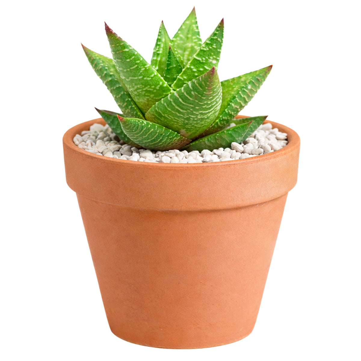 where to buy rare succulents online Haworthia Broteriana - Easy Care Succulent