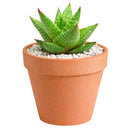 Haworthia Broteriana in California, How to grow Haworthia Broteriana, rare succulents, rare succulents for sale, unique succulents, buy succulents online, rare succulent, succulent shop, unusual succulents, succulent store, succulents online