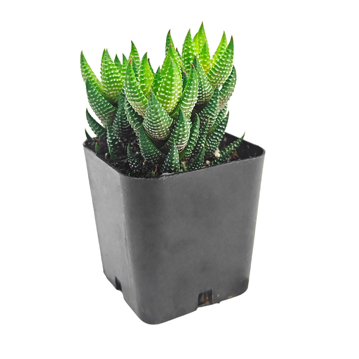 Buy 2" Haworthia Coarctata var. Tenuis online. This eye-catching succulent features stacked, pointed leaves covered with delicate white markings that create a striking architectural look. It grows best in bright, indirect light with well-draining soil and occasional watering. A perfect choice for windowsills, office desks, or modern succulent collections.