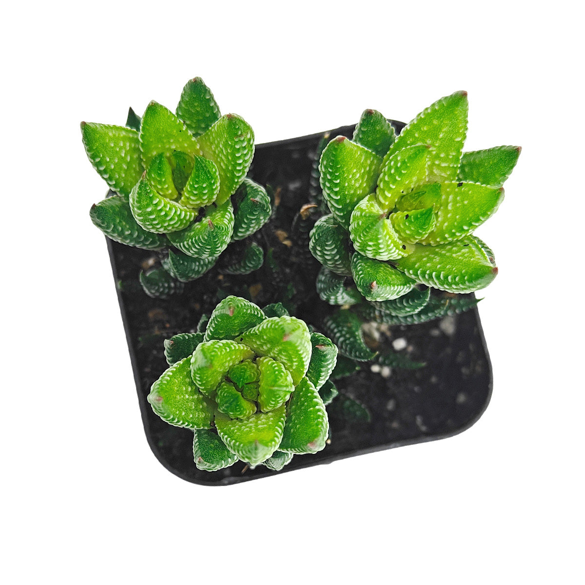 2" Haworthia Coarctata var. Tenuis for sale. This compact succulent forms upright clusters of textured green leaves, adding unique shape and character to any indoor plant display. It thrives with minimal care and prefers a bright location away from harsh afternoon sun. An excellent addition to succulent arrangements or as a standalone decorative plant.