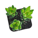 Buy 2" Haworthia Coarctata var. Tenuis online. This distinctive succulent features upright stems covered with tightly stacked green leaves accented by delicate white markings, creating a striking architectural look. It thrives in bright, indirect light with well-draining soil and occasional watering. A perfect addition to succulent collections, office desks, or modern indoor plant displays.