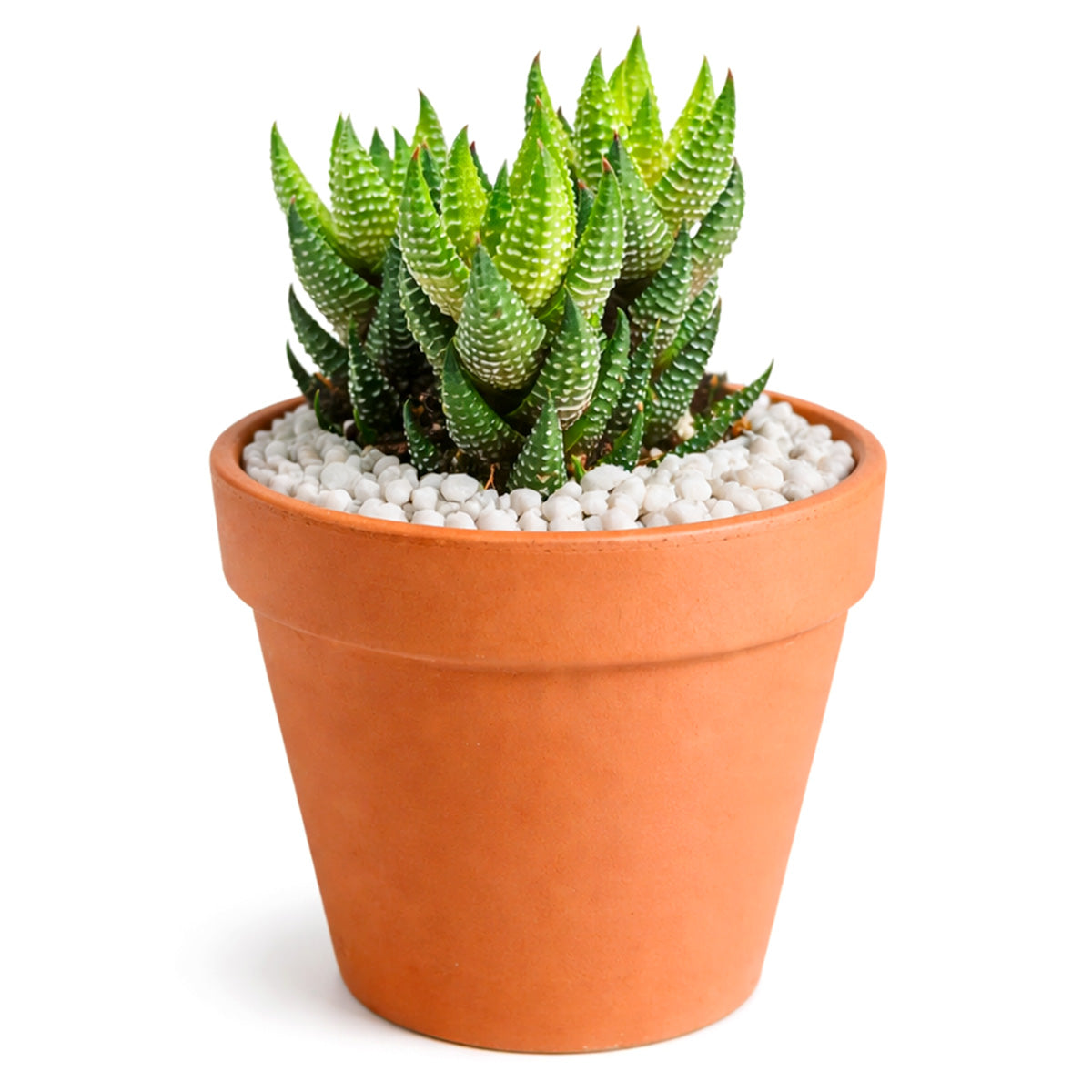 2 inch Haworthia coarctata var. tenuis, green succulents, indoor succulents, succulent care guide, buy succulents online
