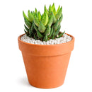 2 inch Haworthia coarctata var. tenuis, green succulents, indoor succulents, succulent care guide, buy succulents online