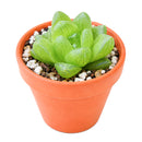 Buy 2" Haworthia cymbiformis var. obtusa online. This elegant succulent forms compact rosettes of thick, translucent leaves with smooth, rounded tips that give it a fresh, crystal-like appearance. It thrives in bright, indirect light with well-draining soil and occasional watering. A beautiful addition to succulent collections, office desks, or sunny windowsills.