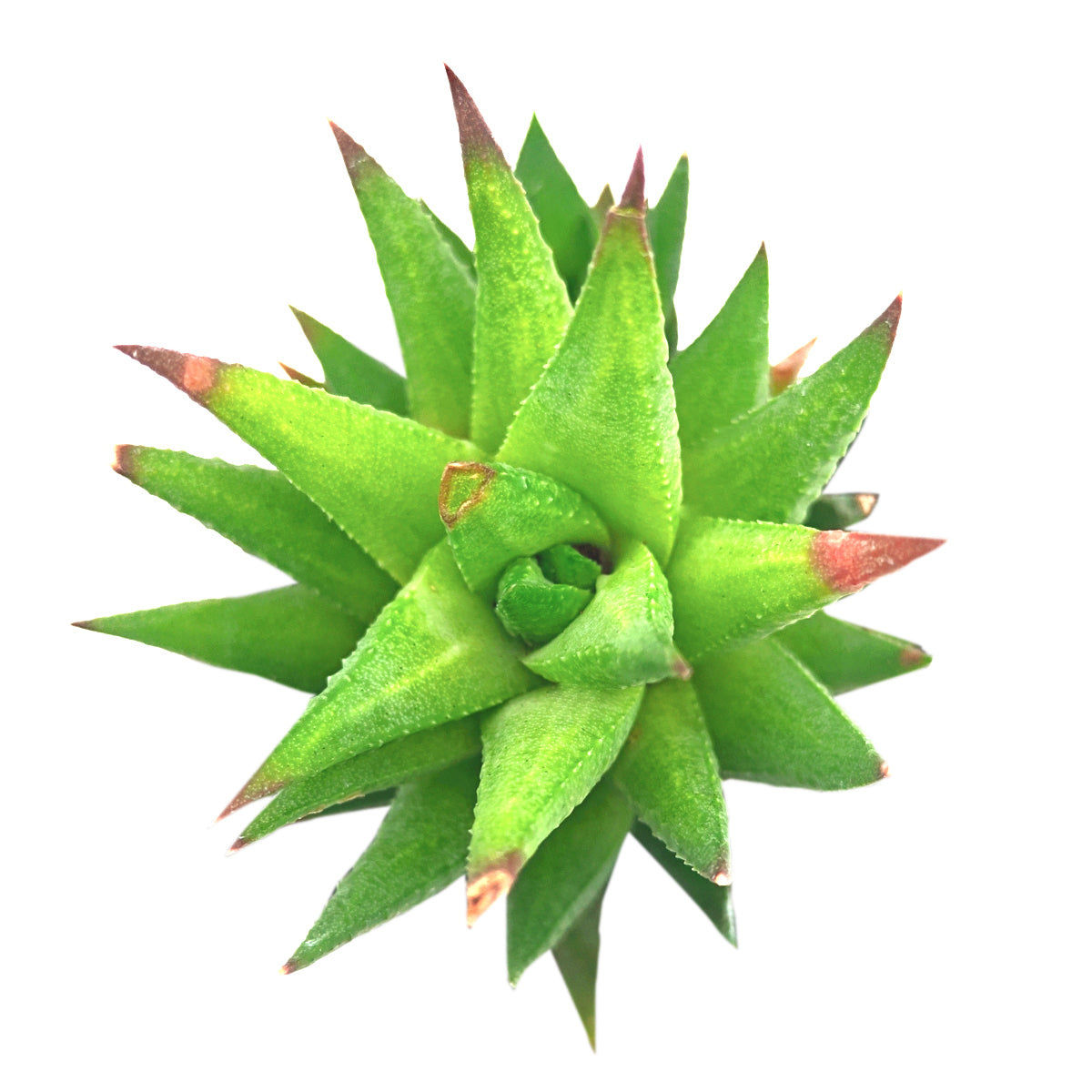 Haworthia Rubrobrunnea succulent for sale online, green succulent, succulent gift ideas