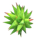 buy haworthia rubrobrunnea  2 inch online rare succulent, unique haworthia rubrobrunnea textured foliage plant, low light indoor succulent for apartment living