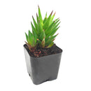 buy haworthia rubrobrunnea  2 inch online rare succulent, unique haworthia rubrobrunnea textured foliage plant, low light indoor succulent for apartment living