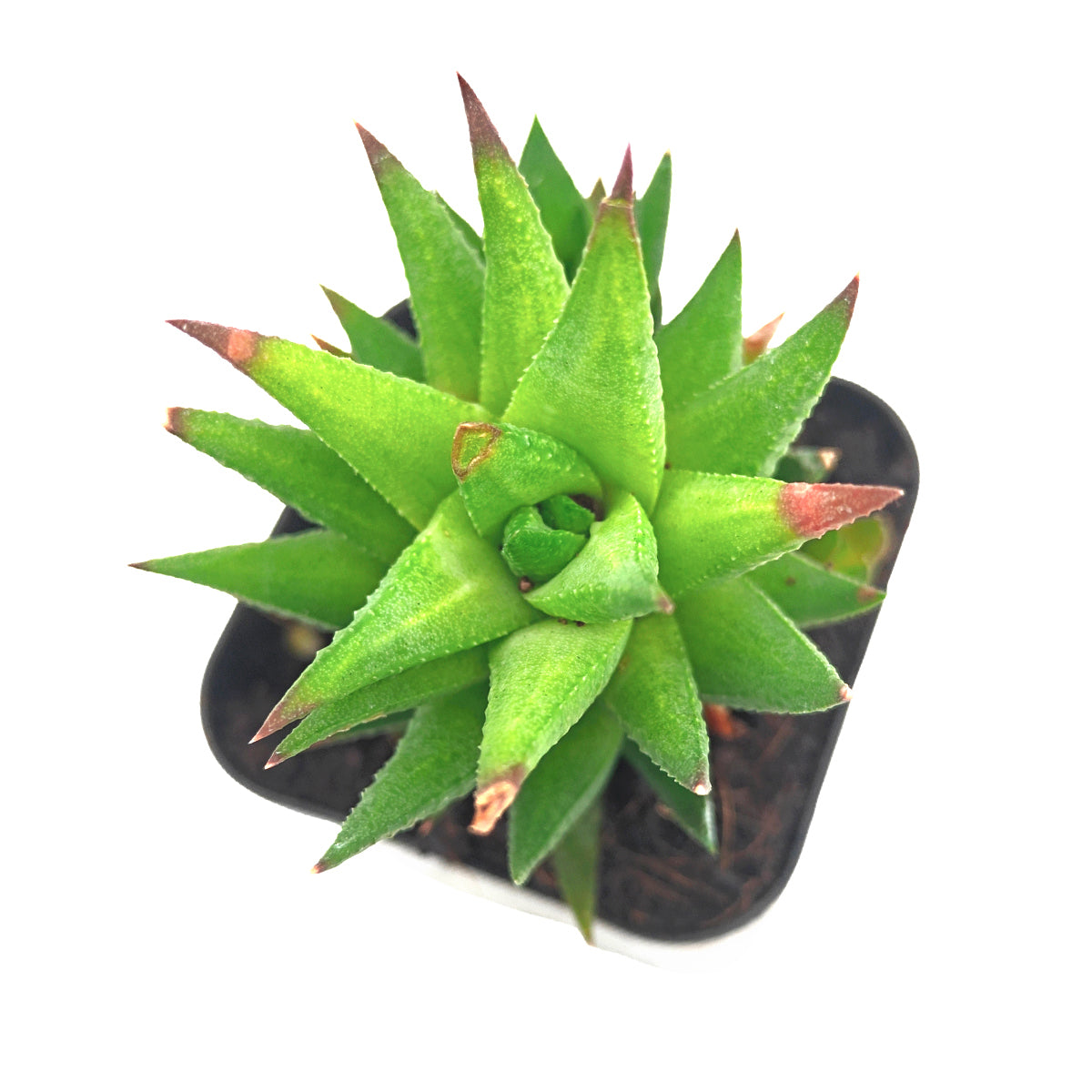2 inch haworthia rubrobrunnea live succulent plant for sale, unique haworthia rubrobrunnea succulent collection, haworthia rubrobrunnea starter plant for beginners, haworthia rubrobrunnea textured leaf indoor plant
