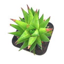 buy haworthia rubrobrunnea  2 inch online rare succulent, unique haworthia rubrobrunnea textured foliage plant, low light indoor succulent for apartment living